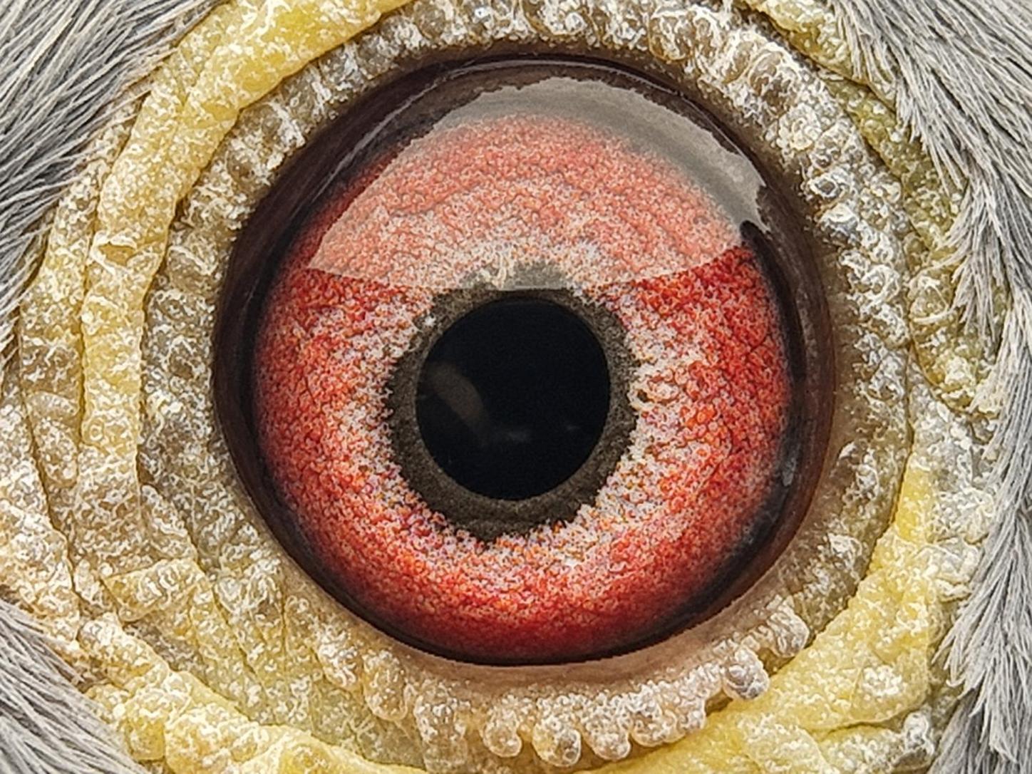 Pigeon eye